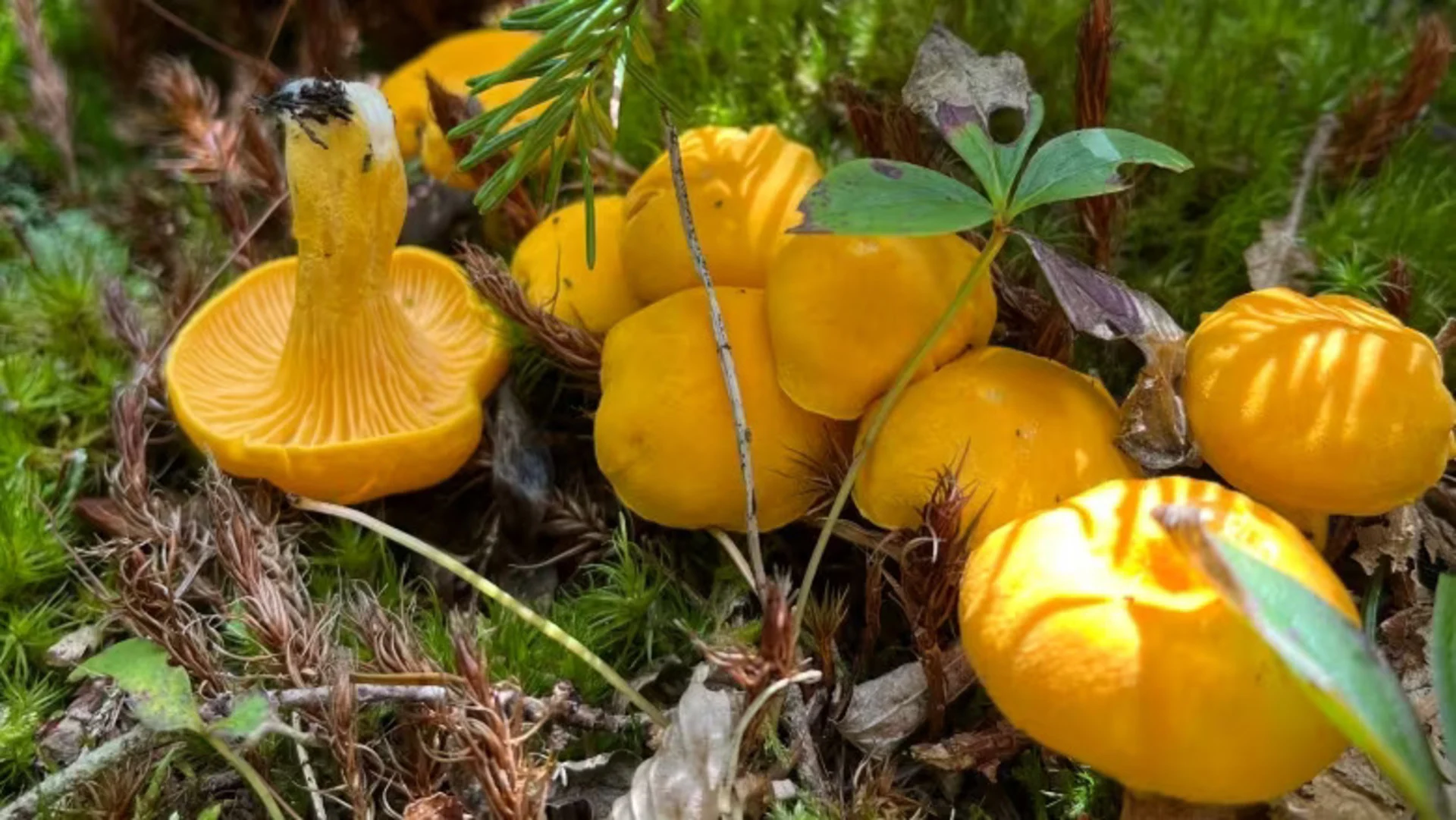 Mushrooms thriving in Nova Scotia's wet summer, say foragers