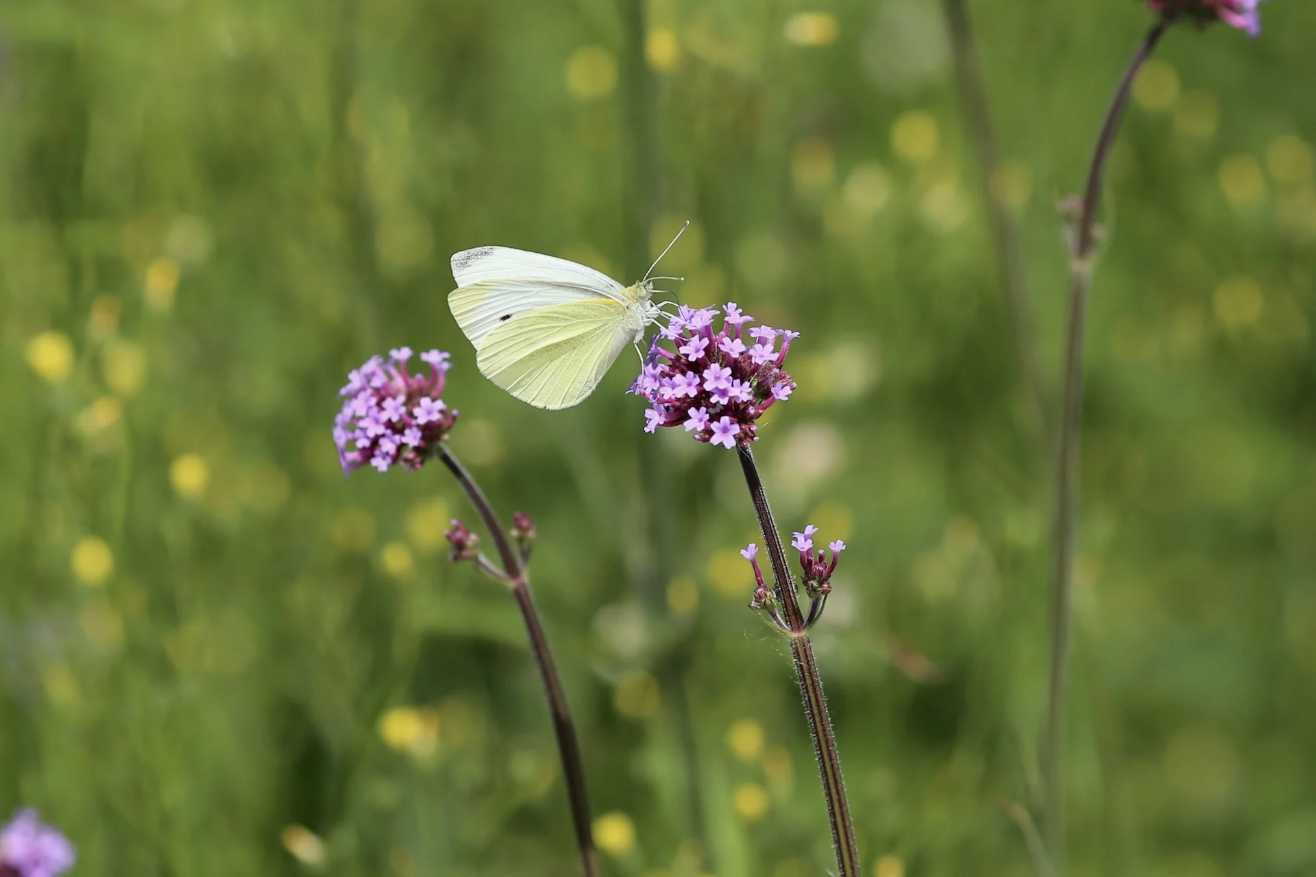 Cold a likely factor in lower butterfly count in major Canadian city