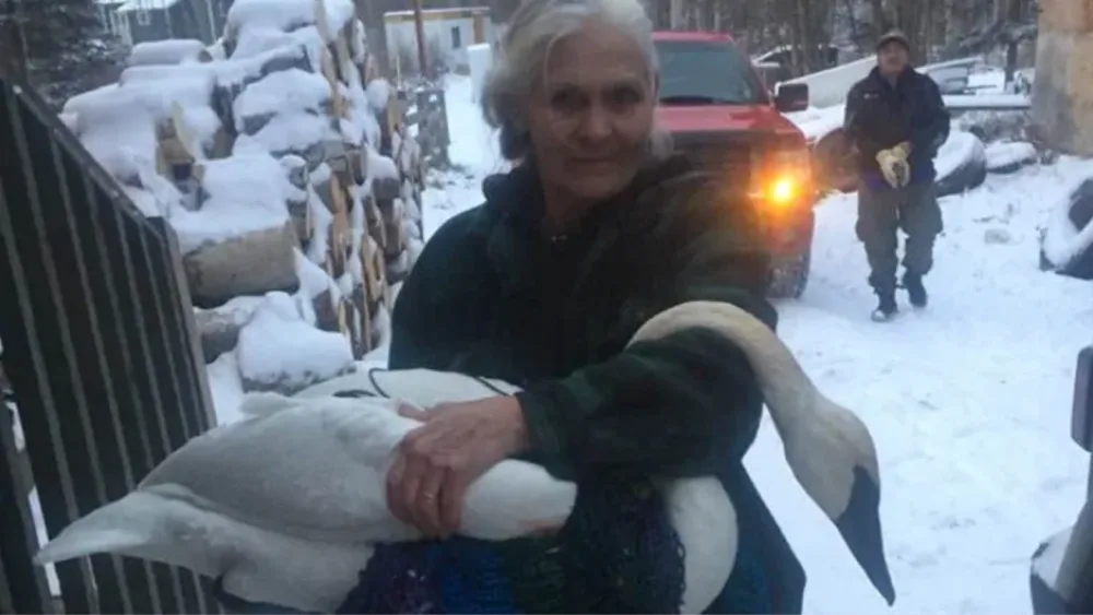 Injured swan 'commandeers' N.W.T. woman's bedroom