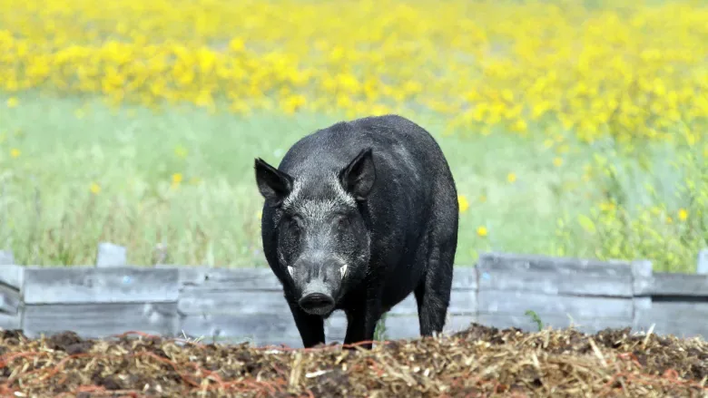 wild-boar2 / Submitted by Ryan Brook/Canadian Wild Pig Research Project via CBC