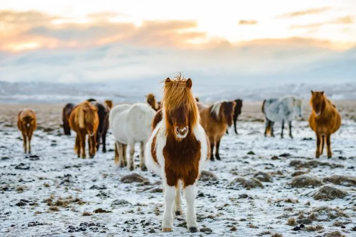 Des animaux freinent les effets du réchauffement climatique