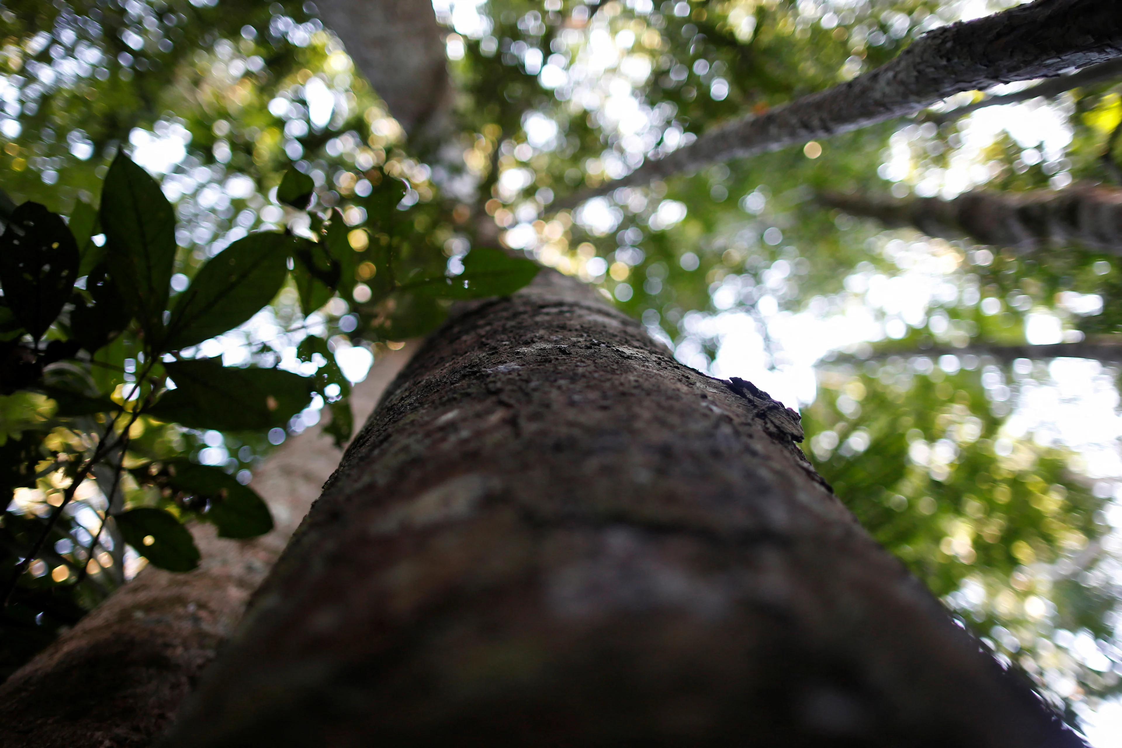 amazon rainforest (REUTERS/Adriano Machado)