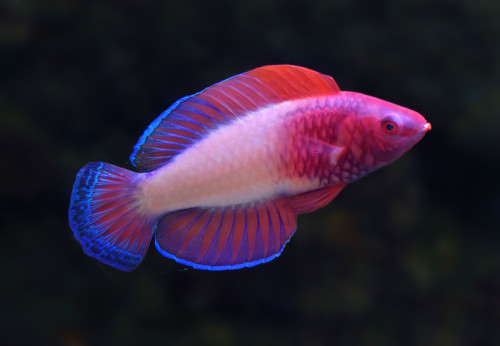Photos: Gorgeous rainbow-coloured fish discovered near Maldives