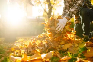 Should you remove dead leaves off your lawn? Yes and no. It's complicated