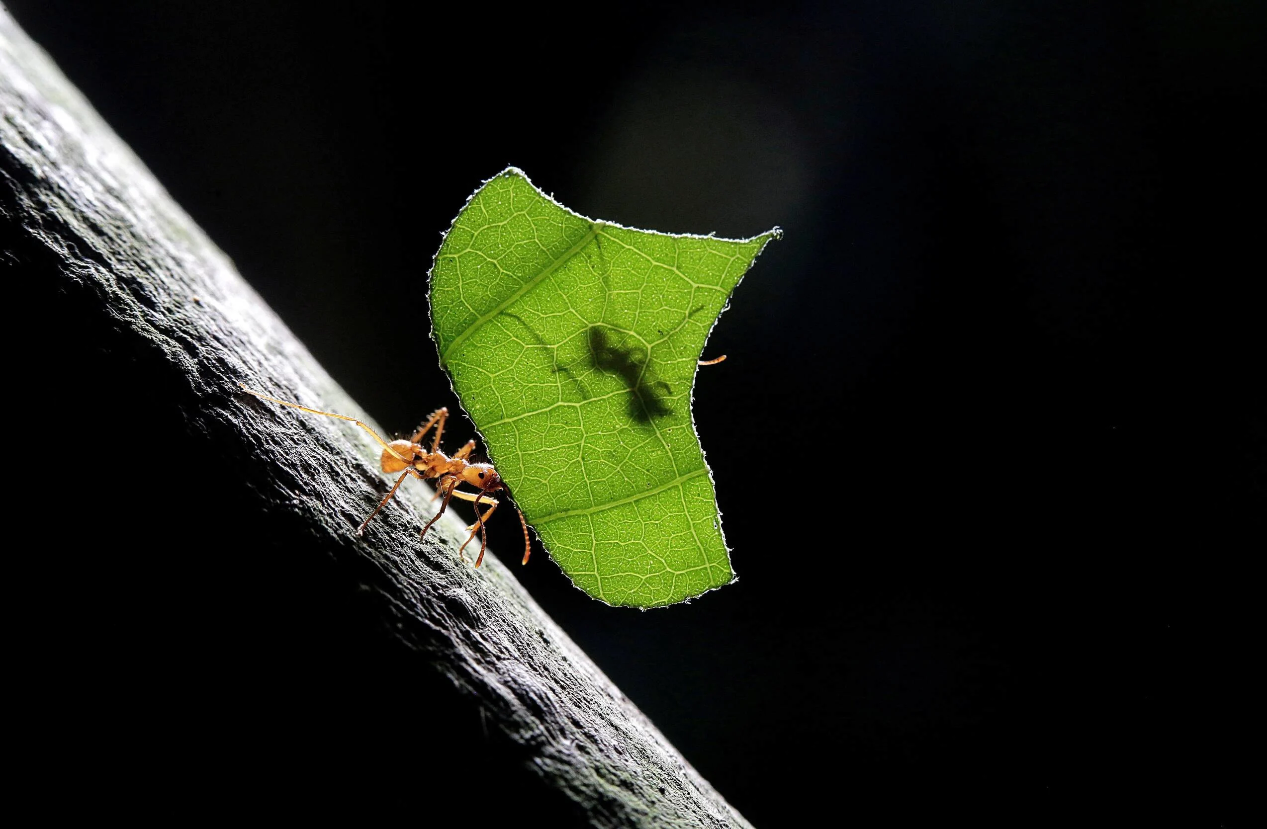 Reuters 2022-12-06t071956z 1 lynxmpeib509w rtroptp 4 global-environment-insect-apocalypse
