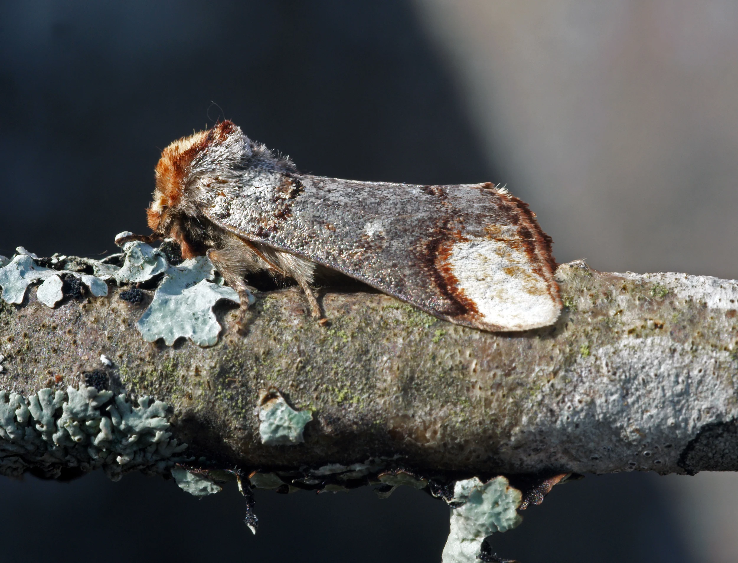 buff tip moth - courtesy Kallerna and Wikimedia Commons