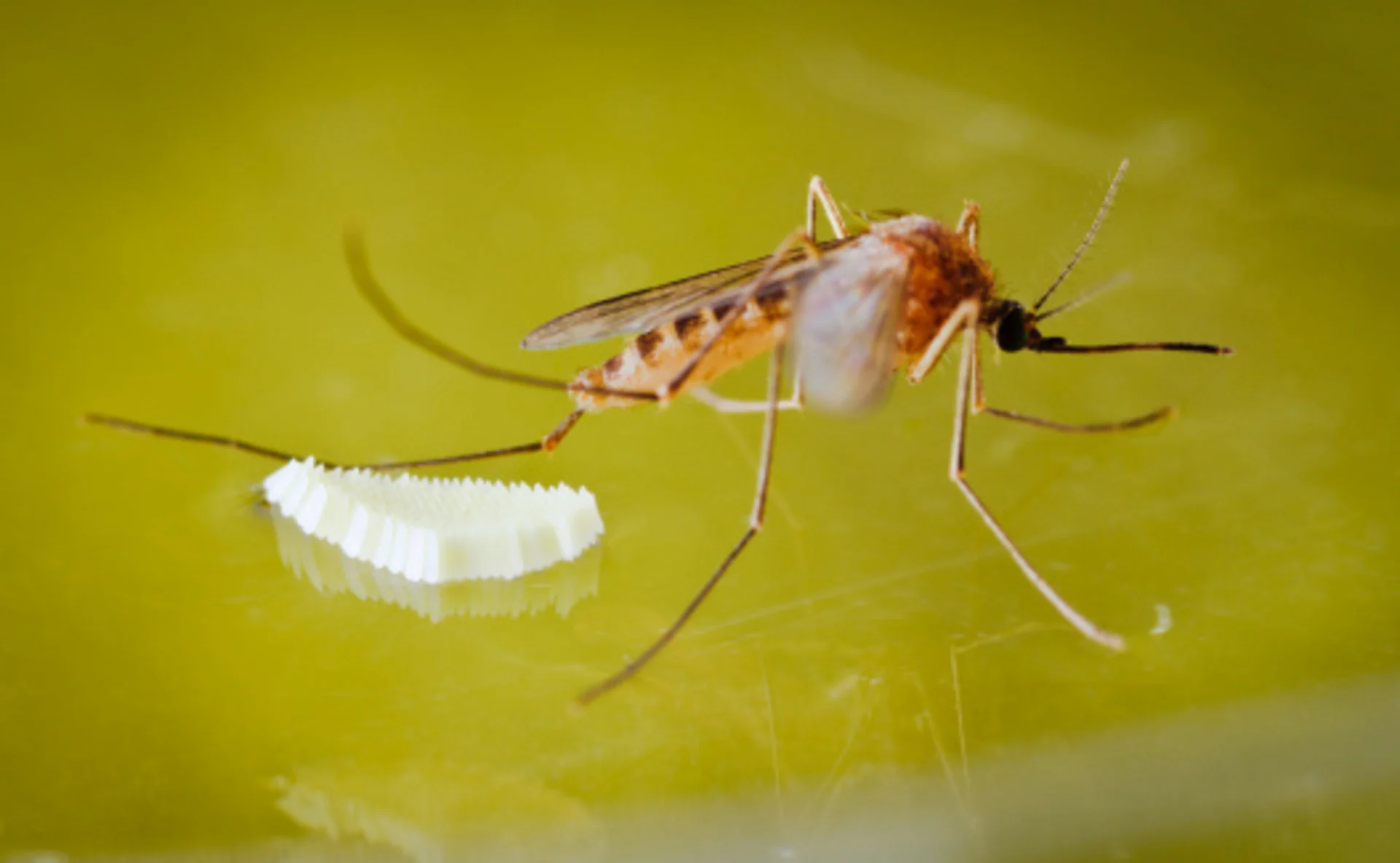 Getty Images: Mosquito and Eggs - stock photo. Credit: doug4537 | Creative #:154925442 License type:	Royalty-free