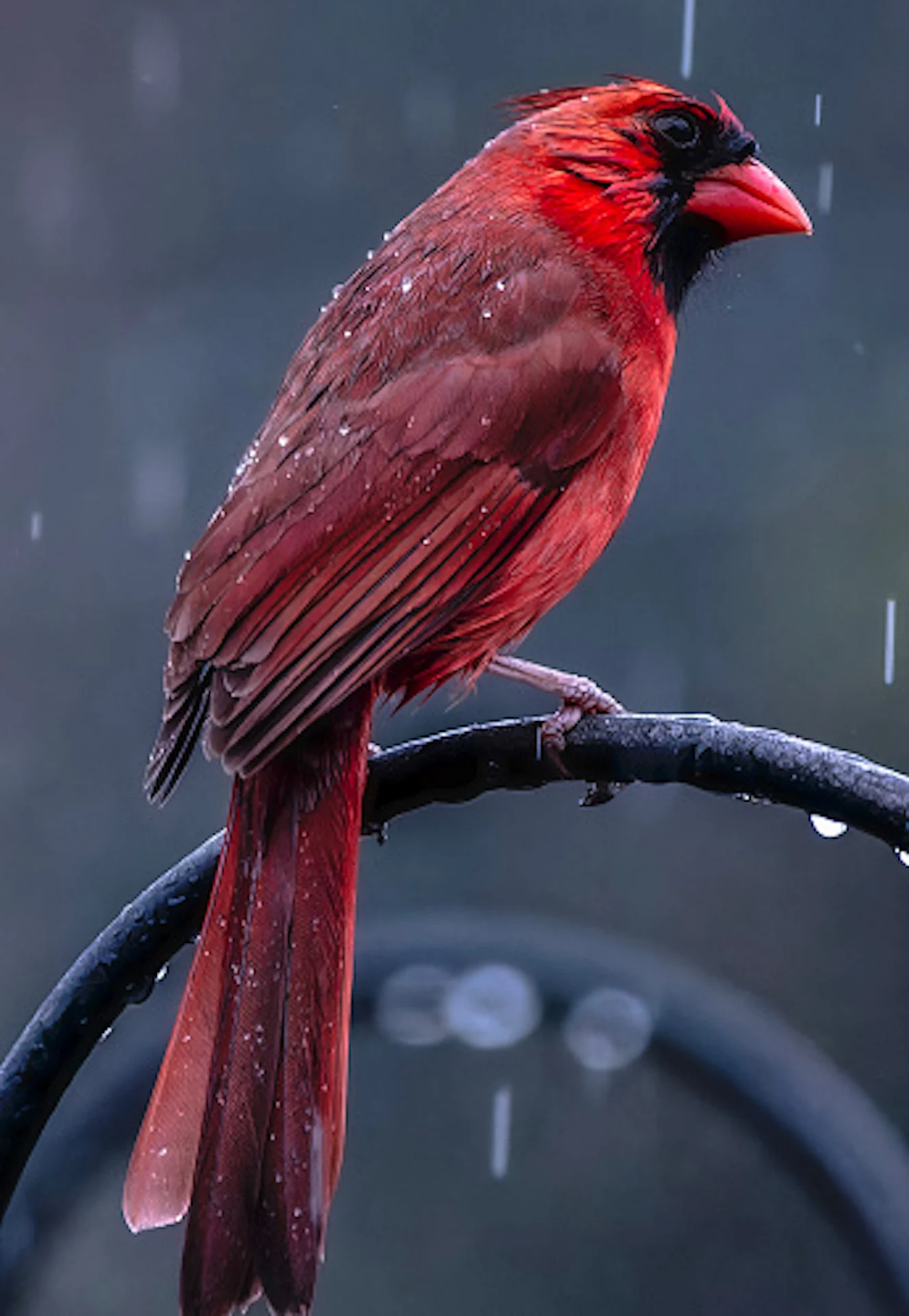 Northern cardinal/Getty Images/blightylad-infocus/2110450158-170667a