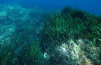 Mountains of sugar have been found in the ocean under seagrass meadows