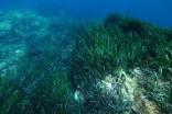 Mountains of sugar have been found in the ocean under seagrass meadows