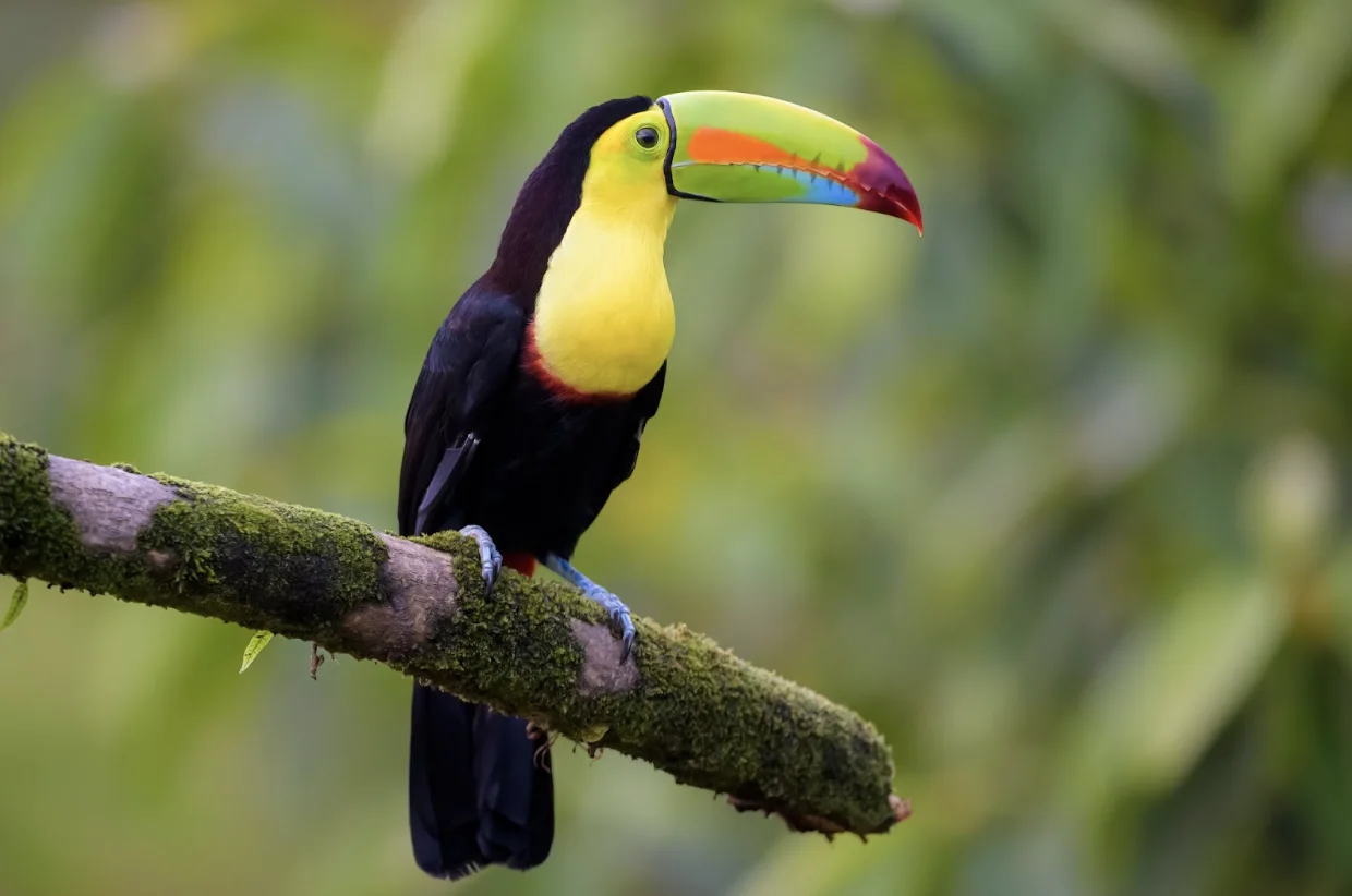 Getty Images: Toucan bird 