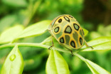Must see: This 'Picasso Bug' is a literal work of art