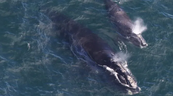 Right whales return to Atlantic Canada with 7  babies in tow