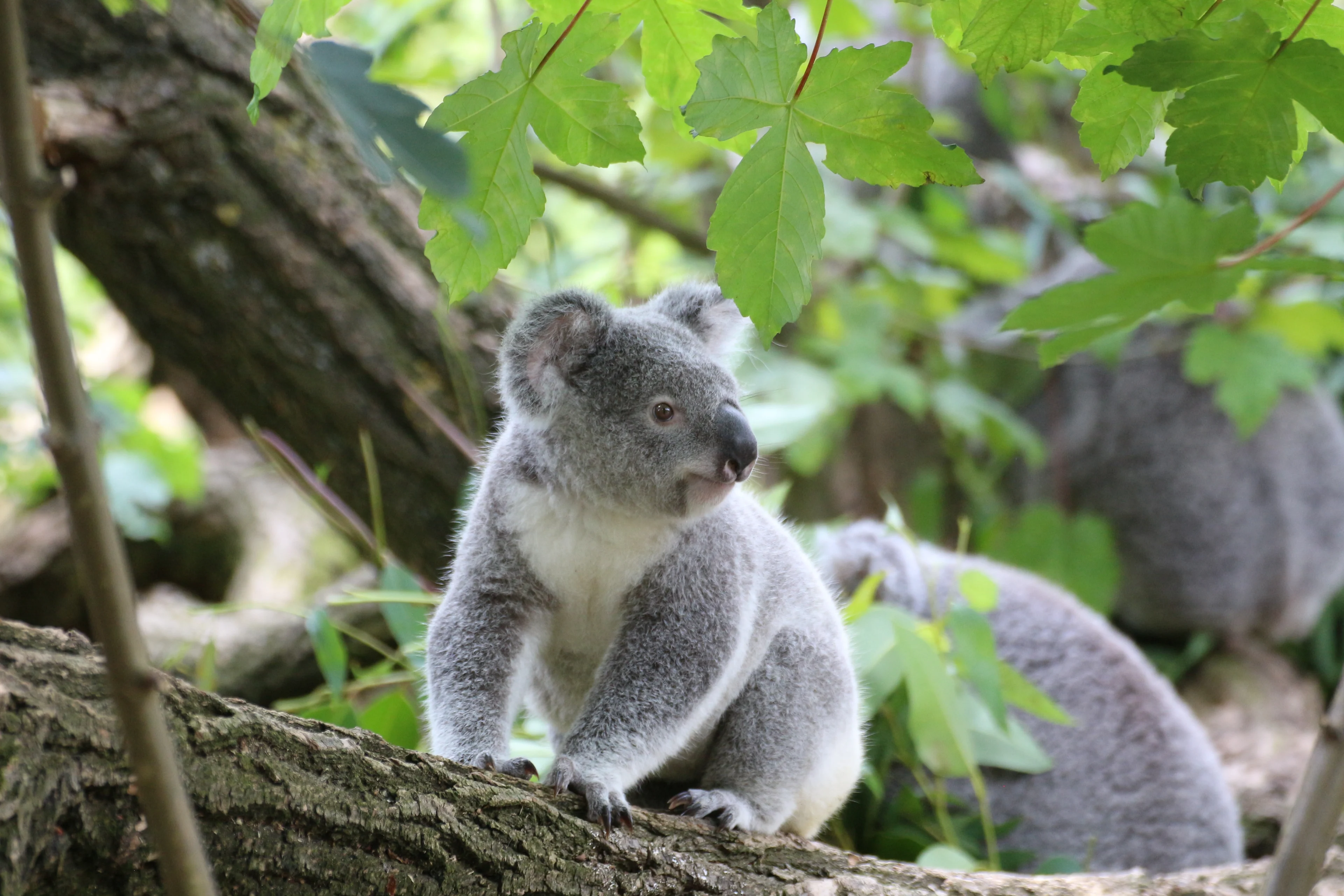 Koala bear on log Pexels
