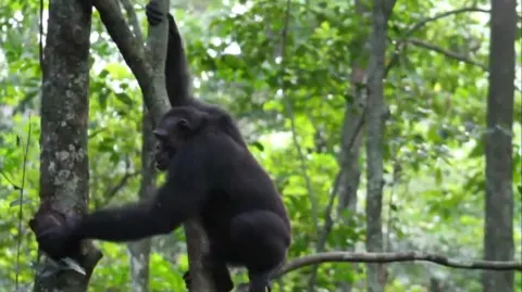 Technique novatrice observée chez les chimpanzés