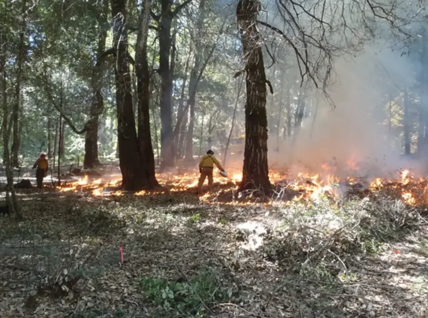 The Karuk and Yurok tribes in the Klamath region in the western United States are reinstating Indigenous fire stewardship practices. (F.K. Lake USDA Forest Service/Karuk Tribe)