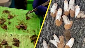 How a new tool from a B.C. university can help prevent the invasive spongy moth from spreading