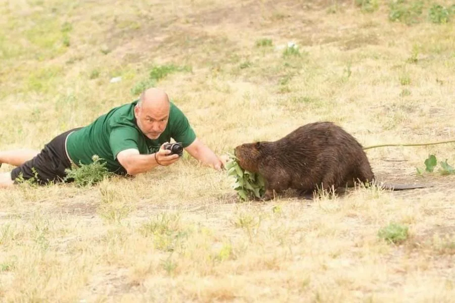 Turns out beavers are the royalty of social media