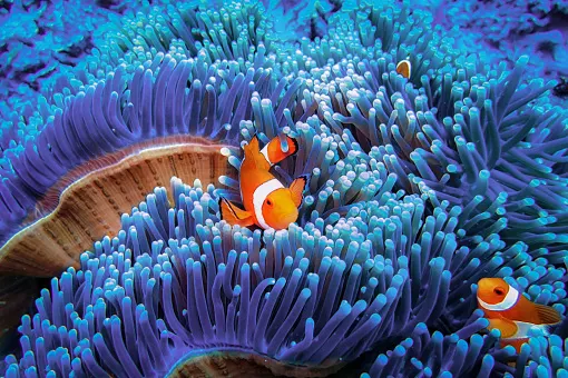 getty clownfish in coral reef