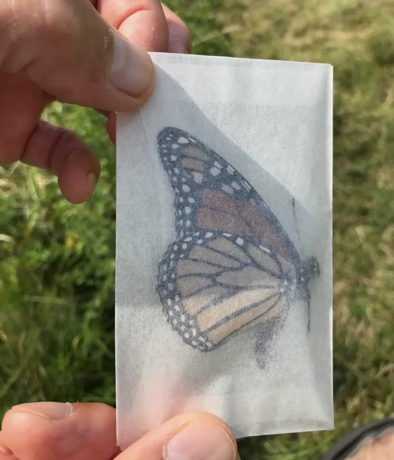 CBC: Naturalist Jim Wilson said monarch butterflies are surprisingly easy to handle and aren't as delicate as one might assume. (Submitted by Jim Wilson)