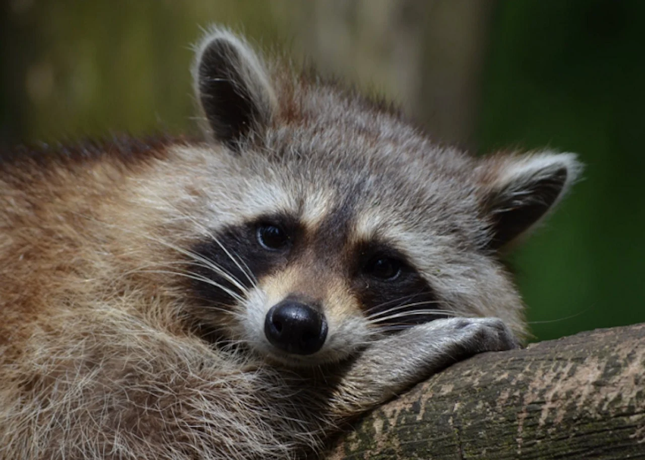 Pexels - raccoon