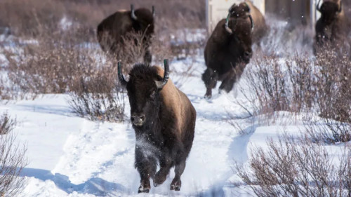 bison-relocation/Johane Janelle/Parks Canada via CBC
