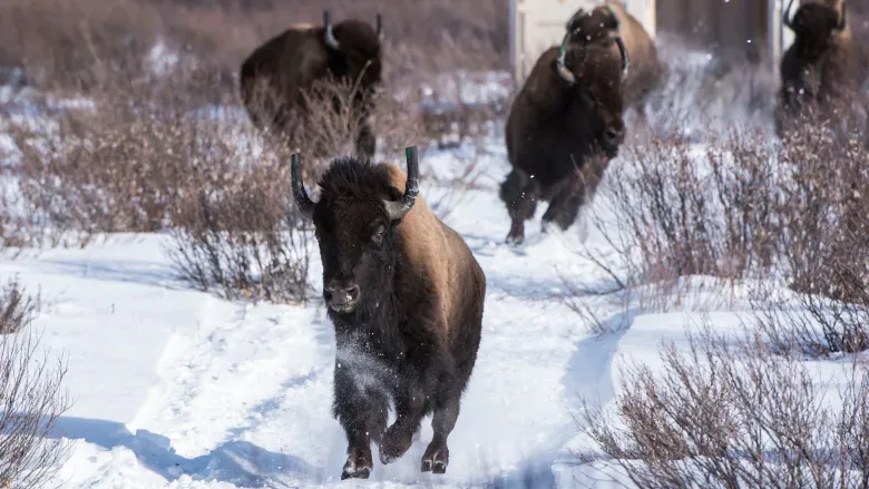 Banff bison herd should remain on the landscape, Parks Canada says