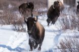 Banff bison herd should remain on the landscape, Parks Canada says
