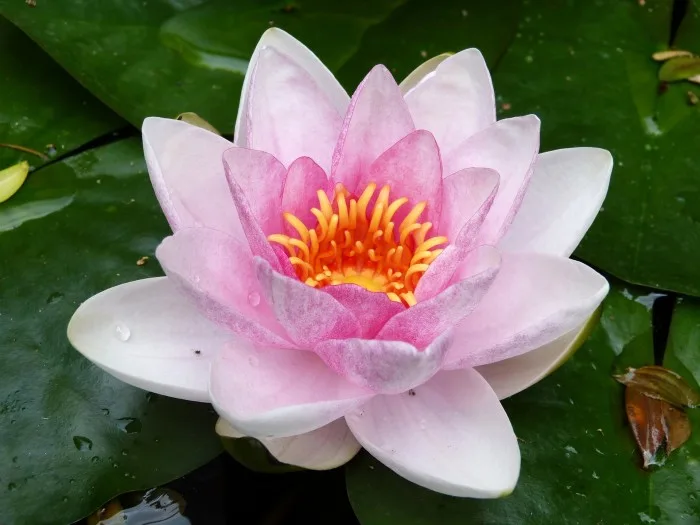 Jardins flottants : pas seulement esthétiques