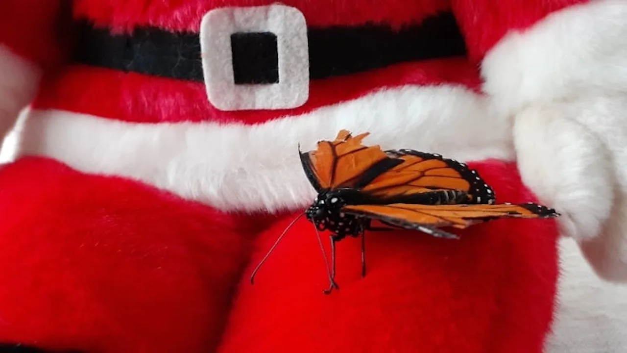 Freddy the monarch butterfly/Debbier Tonner