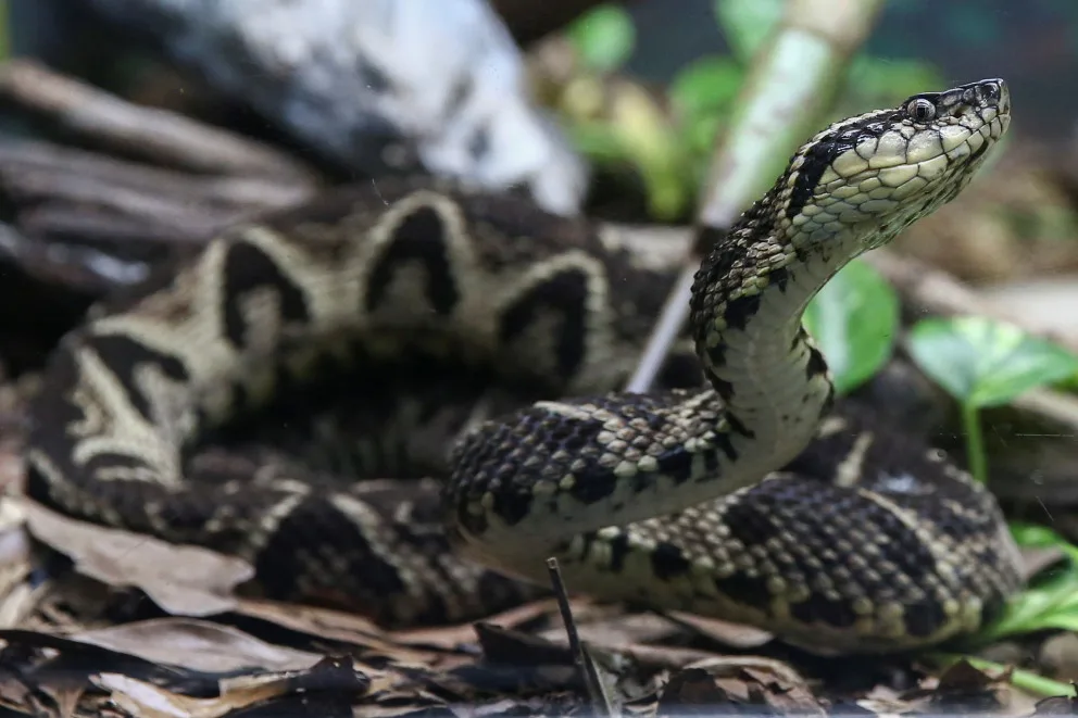 Snake venom may become tool in fight against coronavirus, study shows