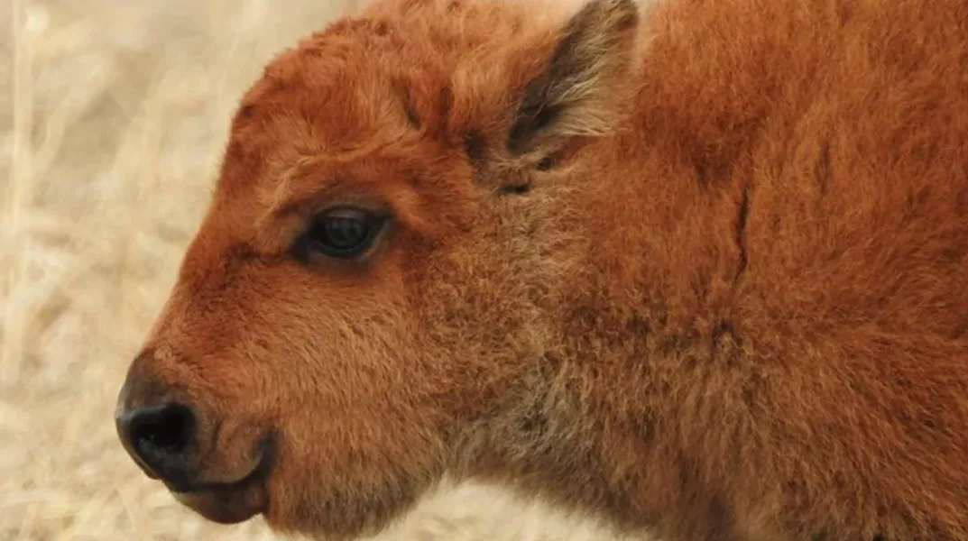 CBC - baby bison