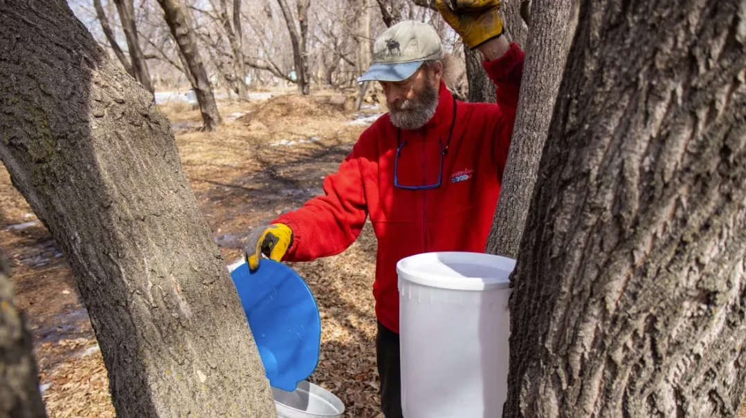 CBC: Barnes usually harvests around 150 to 200 litres of syrup, but says it's too soon to know whether will collect that amount this year. (Chelsea Kemp/CBC)