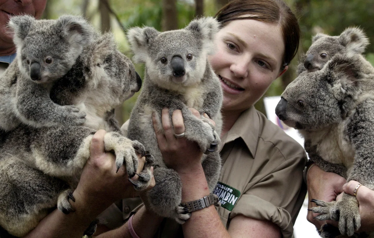 Koalas/REUTERS