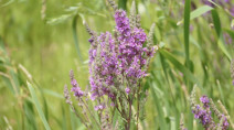 Manitobans warned to be on the lookout for this invasive plant species