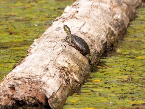 People dumping their pet turtles is threatening B.C. species: Biologist -  The Weather Network