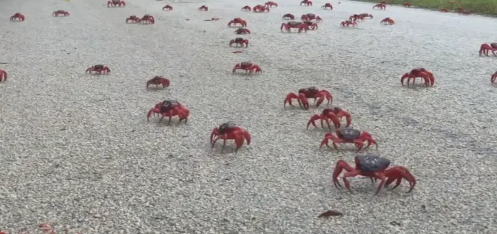 crabes rouges v2