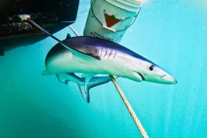 Reporter gets up close with blue sharks off the Nova Scotia coast