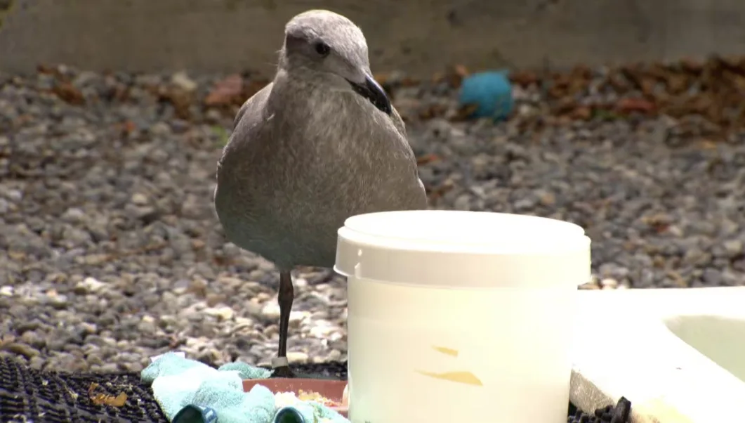 CBC: Seagulls are native to the areas around the Salish Sea, and experts say people should learn to coexist with them. (Simon Gohier/CBC)