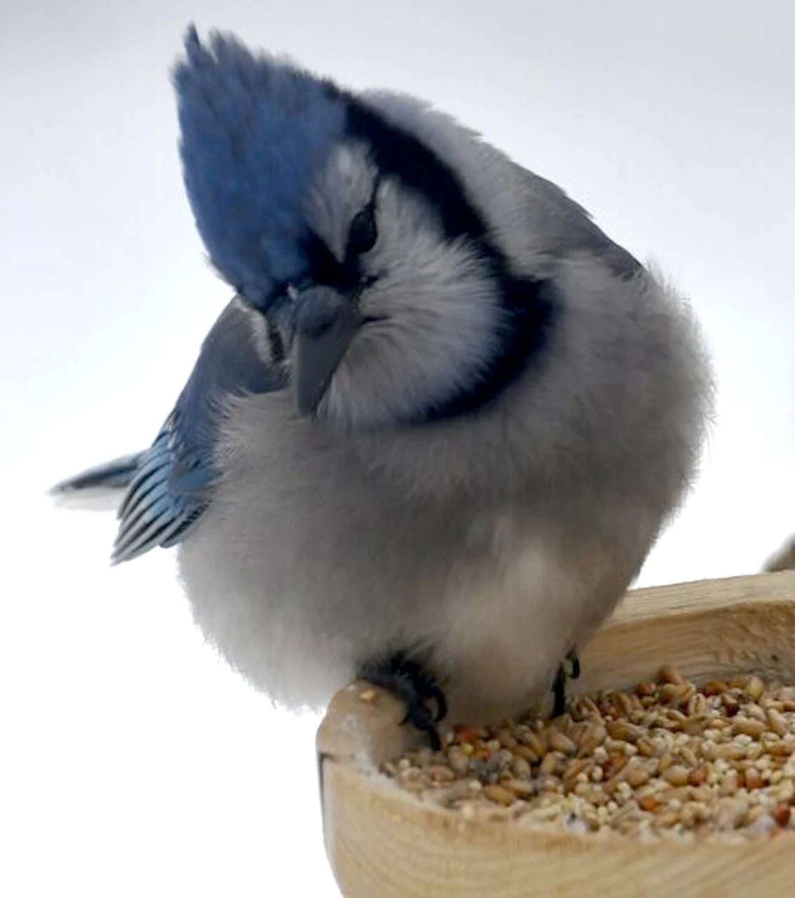 Blue Jay/Darren Harris/Submitted