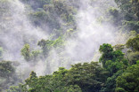 Tropical forests no longer absorb carbon dioxide like they used to
