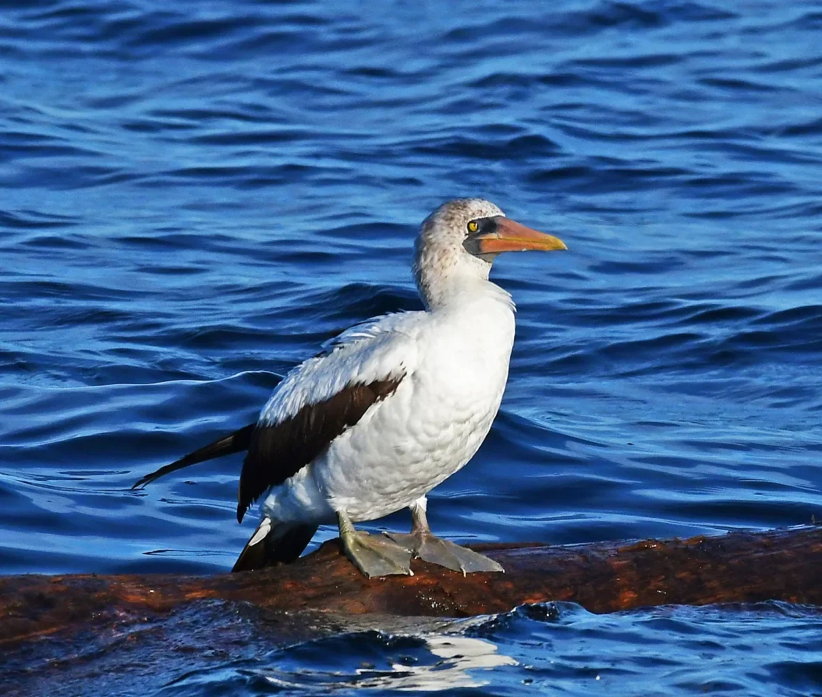 nazca-booby (2)/(Matt Stolmeier via CBC