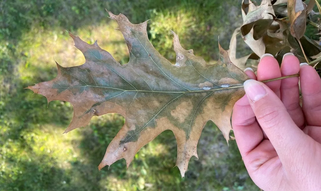 Natural resources of Canada - Dull green brown yellow leaves