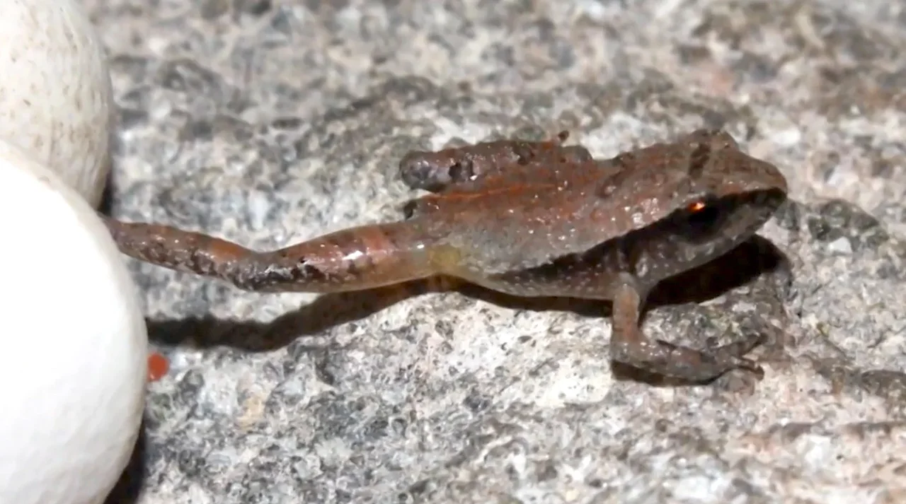 Miniature frog/University of Cambridge/CNN