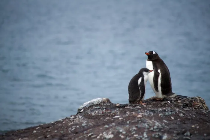 L'Antarctique enregistre un nouveau record de chaleur