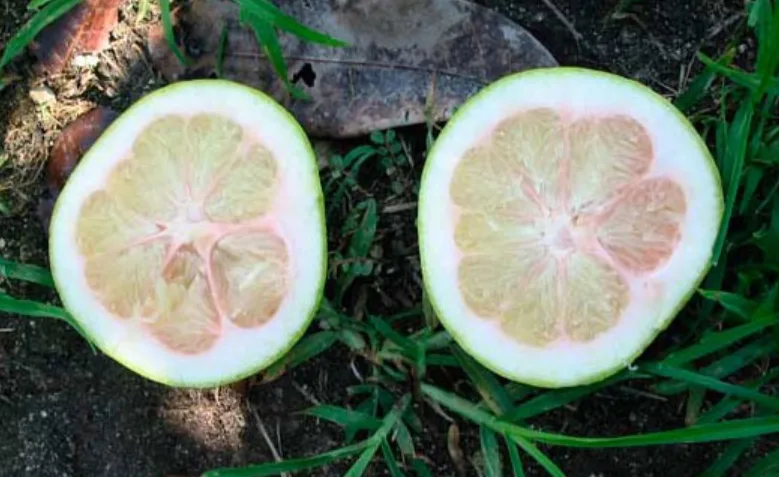 USDA - citrus greening