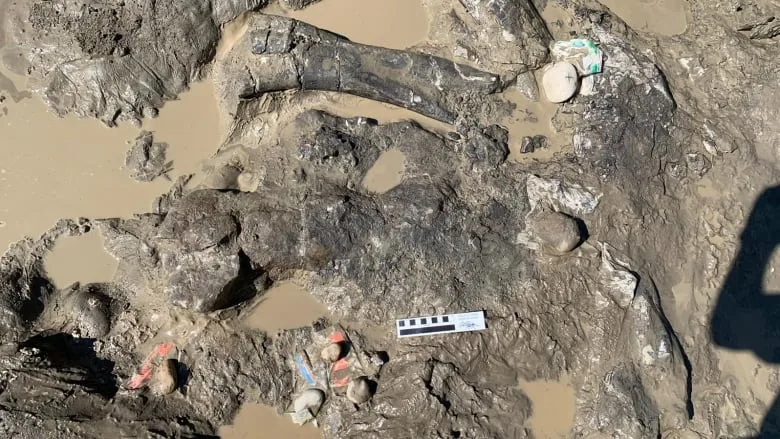 Researchers unearth more dinosaur fossil finds near Grande Prairie, Alta.