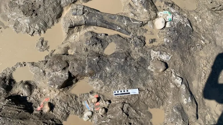 Researchers unearth more dinosaur fossil finds near Grande Prairie, Alta. - The Weather Network