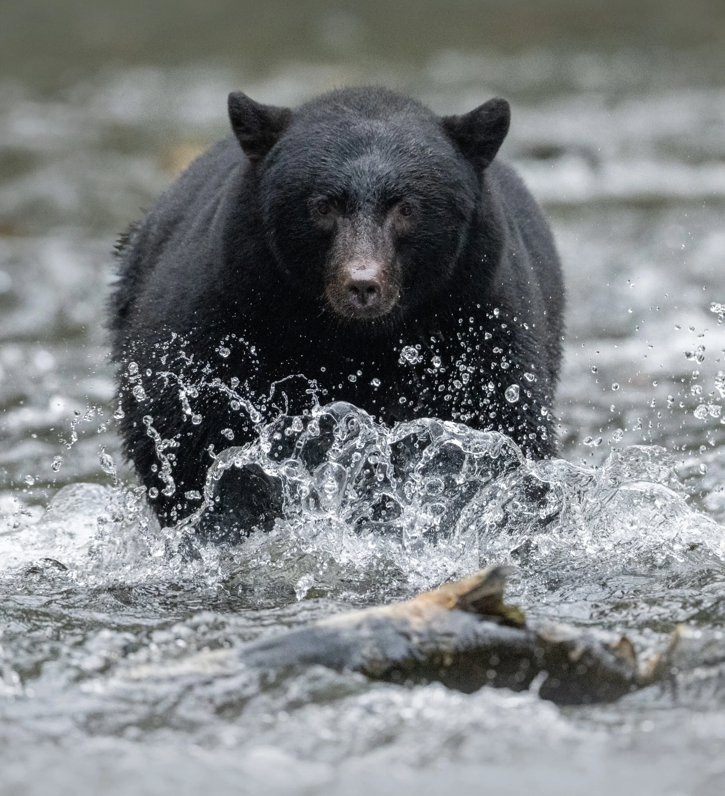 Fishing-fall-bears-©-Anthony-Bucci-scaled