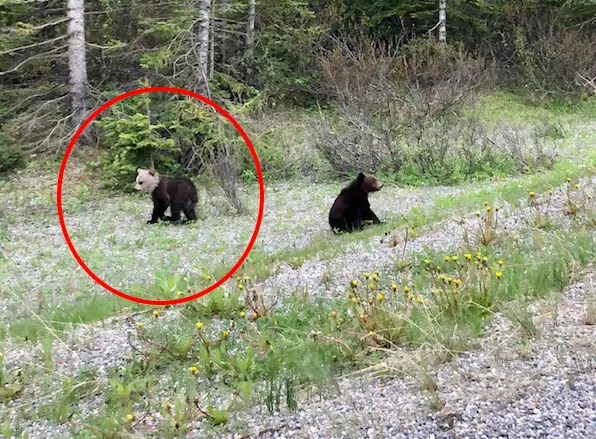 Bear cub with unique white head spotted in Alberta 